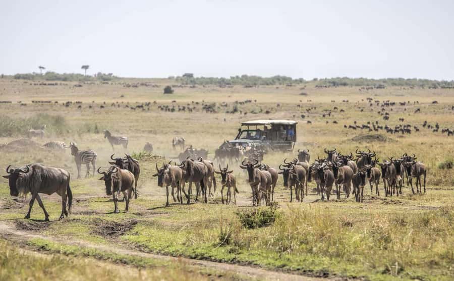 Nairobi: Day Trip to Maasai Mara Reserve & Maasai village - Who should book this safari?