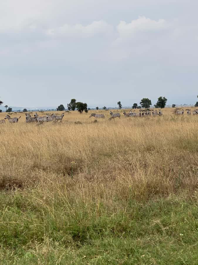 Nairobi: E-Bike/Cycling Wildlife Safari with Transfer & meal - What non-cyclists can do