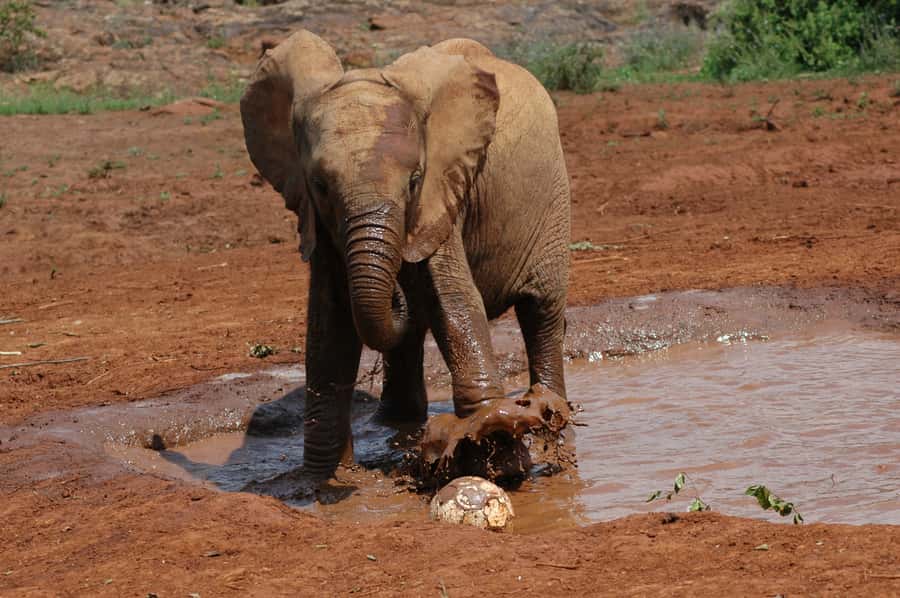 Nairobi: Elephant Orphanage, Beads Factory , giraffe center - Who should book this Nairobi outing?