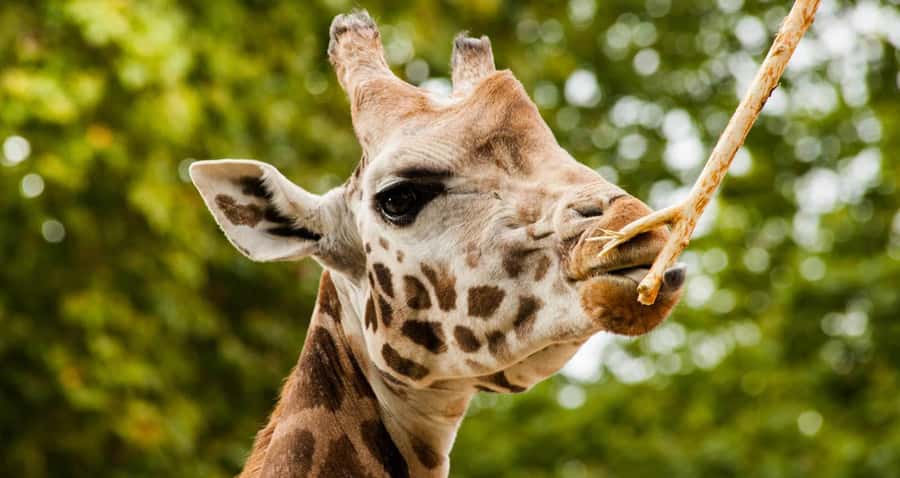 Nairobi: Elephant Orphanage Trust and Giraffe Center Tour - Why this seven-hour outing works in Nairobi