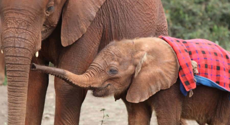 Nairobi: Elephant Orphanage Trust and Giraffe Center Tour - The Sheldrick Wildlife Trust, from 11 a.m. to noon