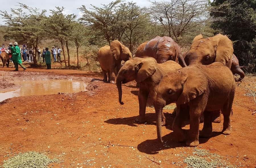 Nairobi: Elephant Orphanage Trust and Giraffe Center Tour - Kazuri Beads and the people behind the pottery