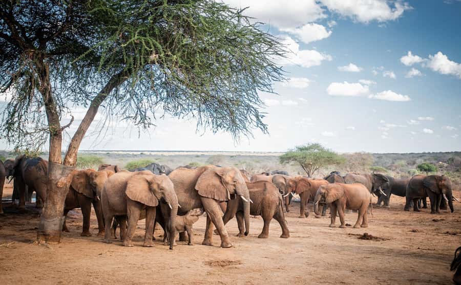 Nairobi: Elephant Orphanage Trust and Giraffe Center Tour - The Nairobi National Park fee you need to clarify
