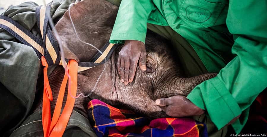 Nairobi: Elephant Orphanage Trust and Giraffe Center Tour - Timing, comfort, and small practical choices