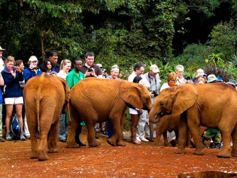 Nairobi: Elephant Orphanage Trust and Giraffe Center Tour - Who should book this experience?