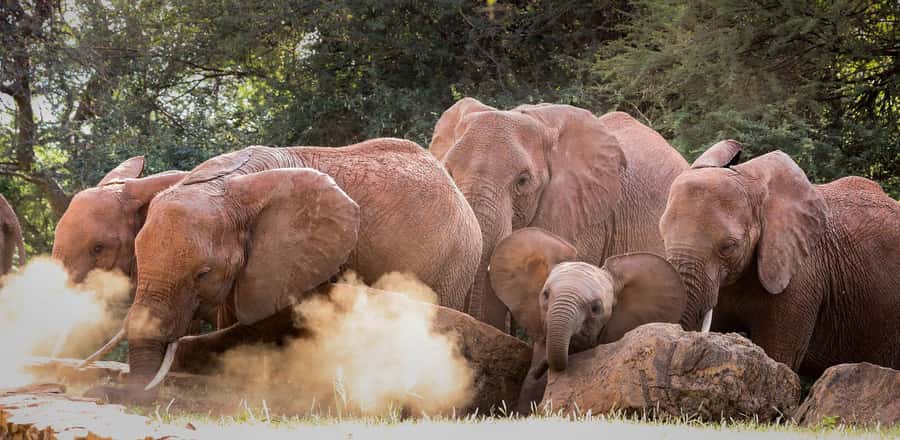 Nairobi: Elephant Orphanage Trust and Giraffe Center Tour - Should you book the elephant and giraffe tour?