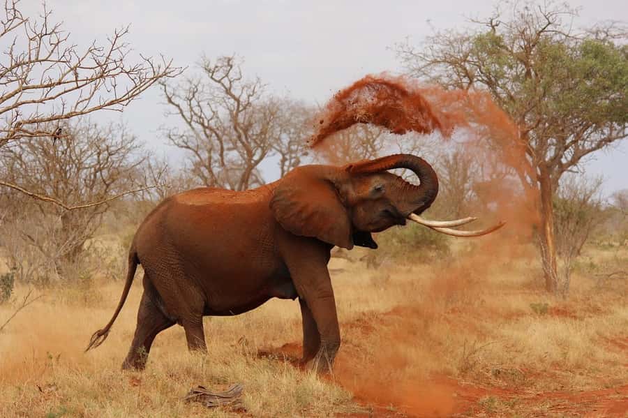 Nairobi: Elephant Orphanage Trust and Giraffe Center Tour - FAQ