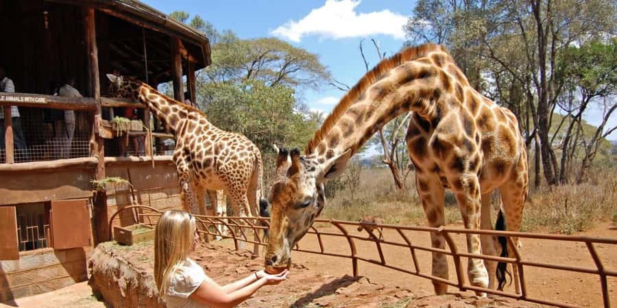 Nairobi: Elephant Sanctuary and Giraffe Center Day Tour - Two Nairobi wildlife stops in one morning