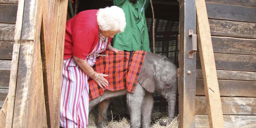 Nairobi: Elephant Sanctuary and Giraffe Center Day Tour - Feeding Rothschild giraffes at the Giraffe Centre