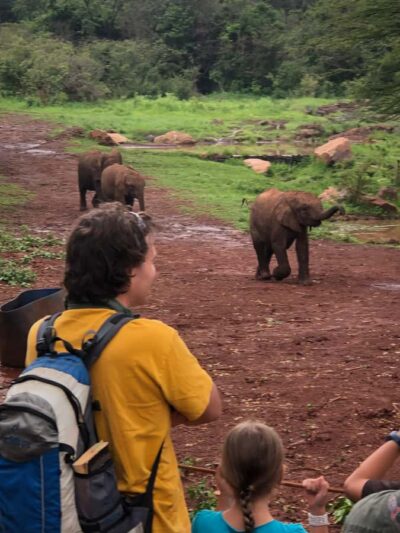 Elephant Sanctuary and Giraffe Center Day Tour