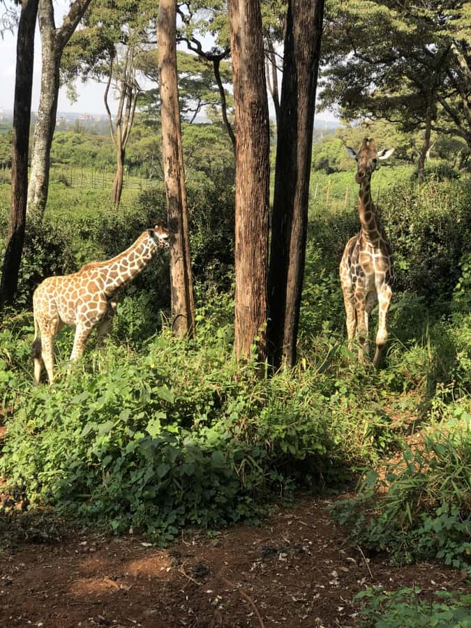 Nairobi: Elephant Sanctuary and Giraffe Center Day Tour - What the guide adds between the attractions