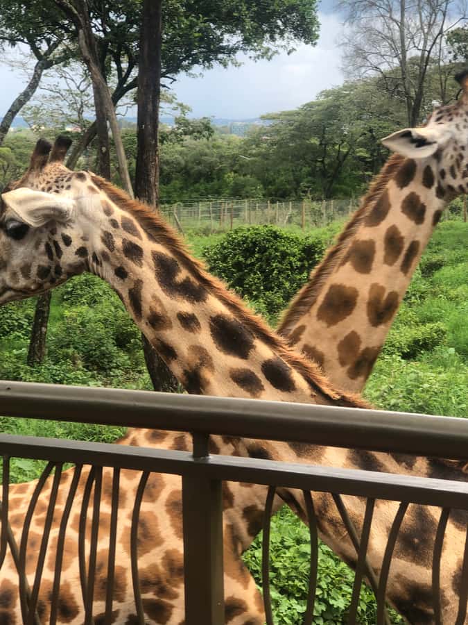 Nairobi: Elephant Sanctuary and Giraffe Center Day Tour - Lunch and optional extras