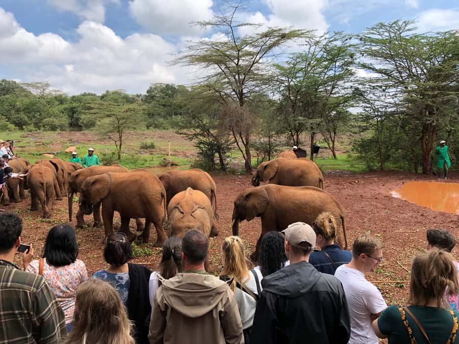 Nairobi: Elephant Sanctuary and Giraffe Center Day Tour - Price, park fees, and real value