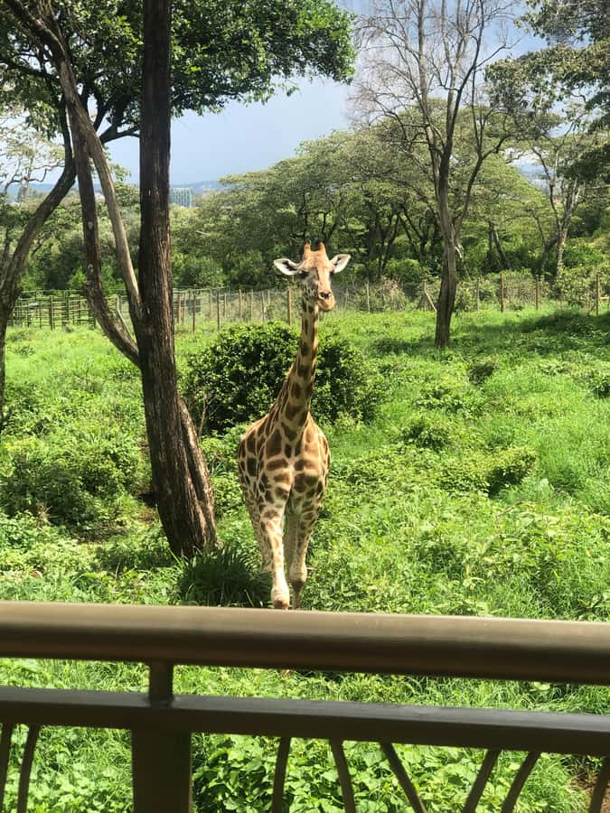 Nairobi: Elephant Sanctuary and Giraffe Center Day Tour - Should you book the Nairobi elephant and giraffe tour?