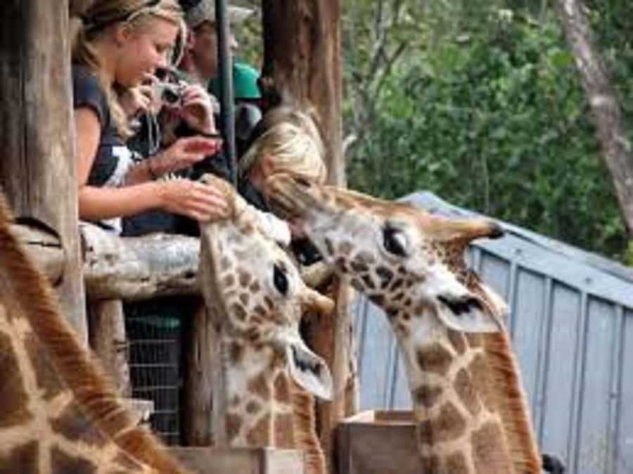Nairobi: Elephants, Giraffes, Karen Blixen & Bomas Tour - A wildlife-and-culture day built around Nairobi’s best-known stops