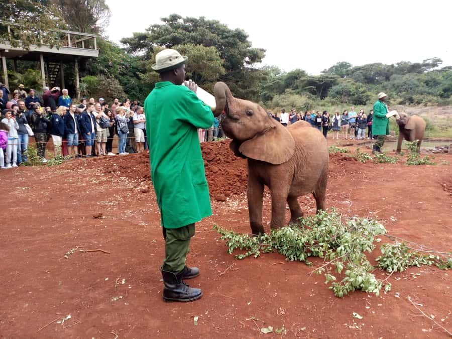 Nairobi: Elephants, Giraffes, Karen Blixen & Bomas Tour - Shopping and lunch around Karen