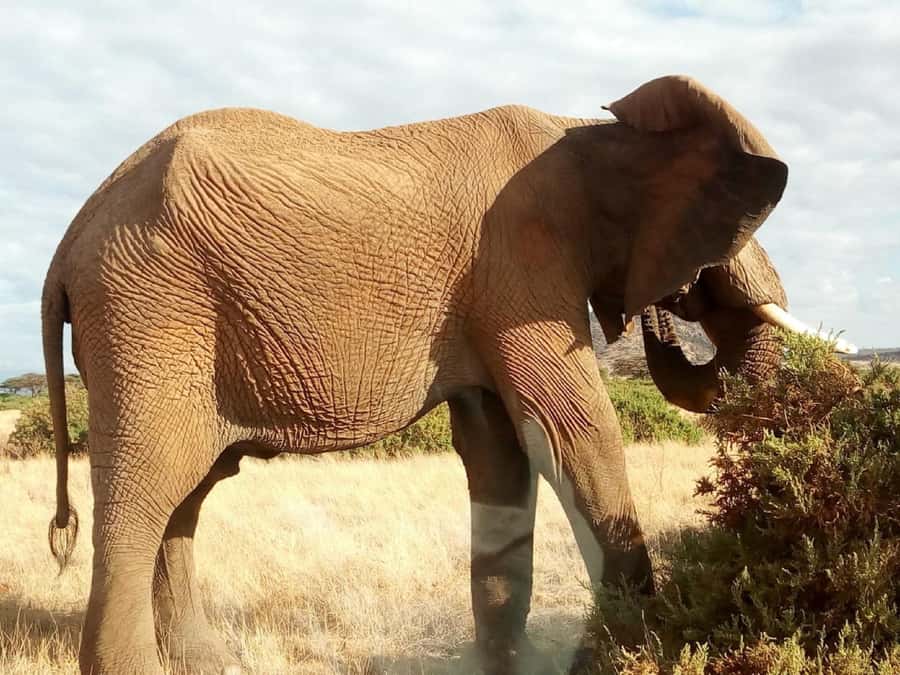 Nairobi: Elephants, Giraffes, Karen Blixen & Bomas Tour - Two hours at the Karen Blixen Museum