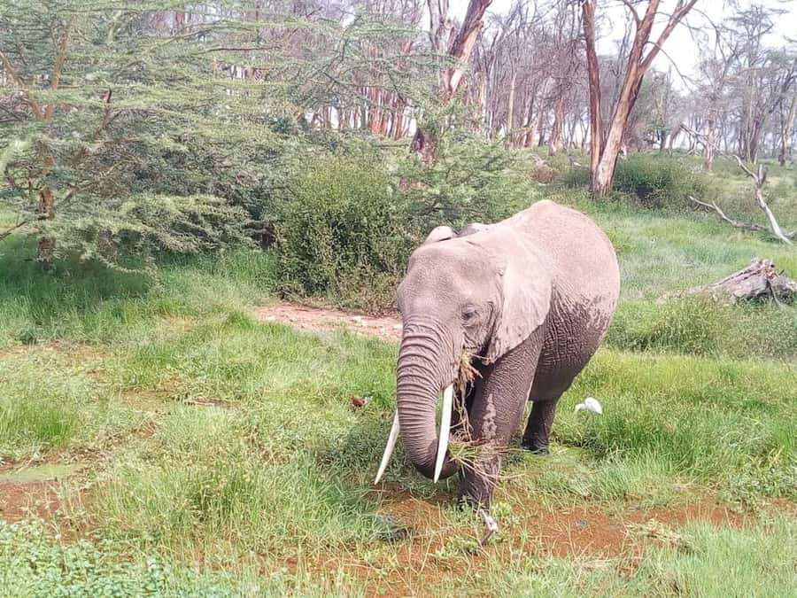 Nairobi: Elephants, Giraffes, Karen Blixen & Bomas Tour - Baby elephants at the David Sheldrick Wildlife Trust
