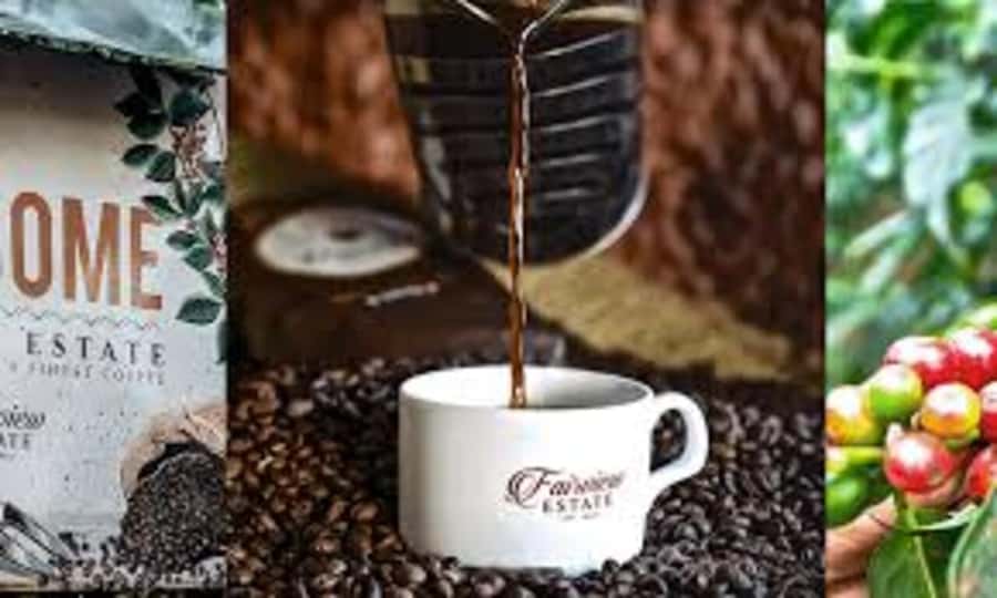 Nairobi: Fairview Coffee Estate Tour with Pickup - From Nairobi streets to Kiambu coffee country