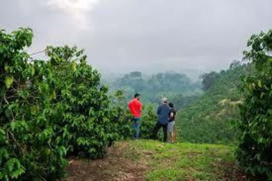 Nairobi: Fairview Coffee Estate Tour with Pickup - Reading the rows of SL28 and Ruiru 11