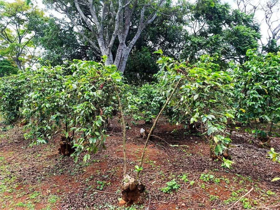 Nairobi: Fairview Coffee Estate Tour with Pickup - Following cherries through the wet mill