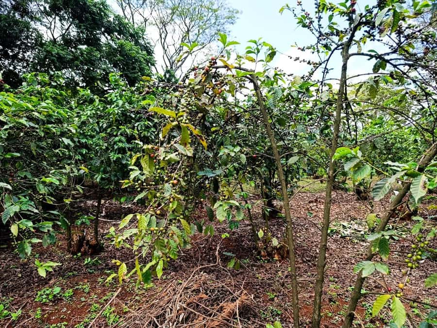 Nairobi: Fairview Coffee Estate Tour with Pickup - Roasting beans over a traditional jiko