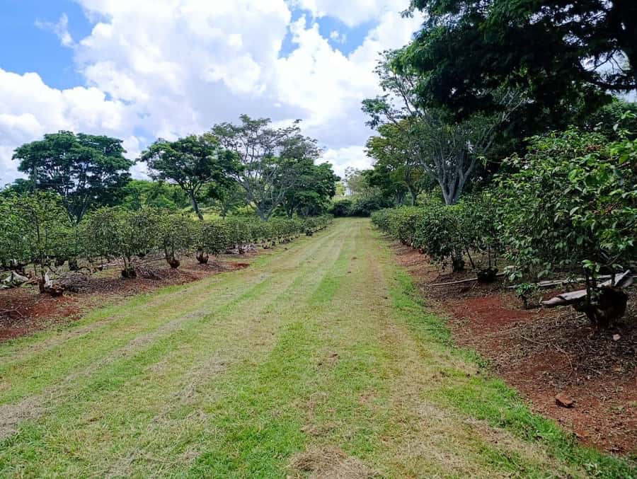 Nairobi: Fairview Coffee Estate Tour with Pickup - Tasting coffee with a cupping host