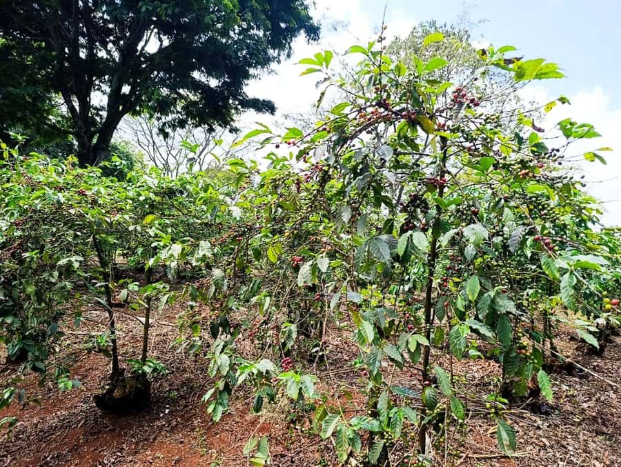 Nairobi: Fairview Coffee Estate Tour with Pickup - A warm cup before the farm walk