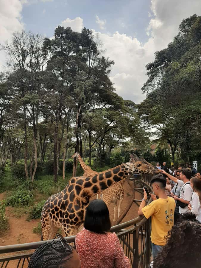 Nairobi: Game drive, elephant Orphanage & giraffe centre. - Feeding giraffes at the Giraffe Centre