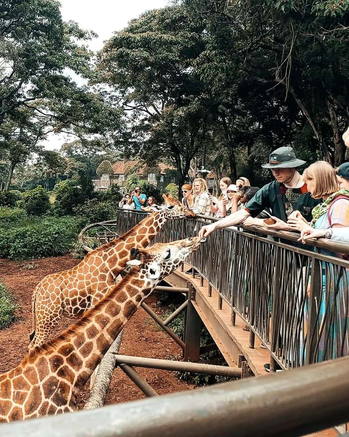 Nairobi: Giraffe Center, Elephant Orphanage, and Beads Tour - Key points to know before you book