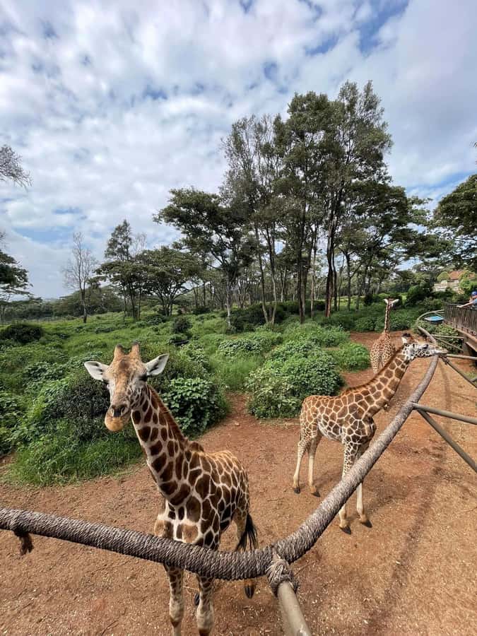 Nairobi: Giraffe Center, Elephant Orphanage, and Beads Tour - Meeting Nairobi’s bead makers