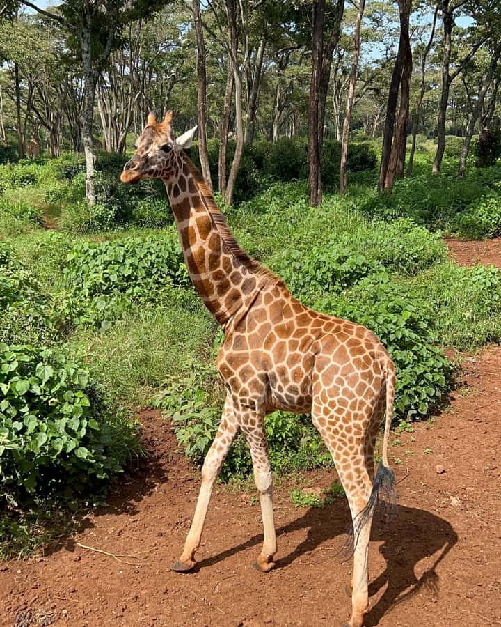 Nairobi: Giraffe Center, Elephant Orphanage, and Beads Tour - What your guide and transport add
