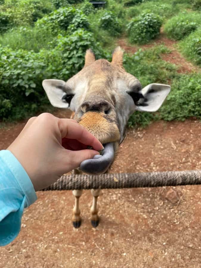 Nairobi: Giraffe Center, Elephant Orphanage, and Beads Tour - Timing, pace, and physical comfort
