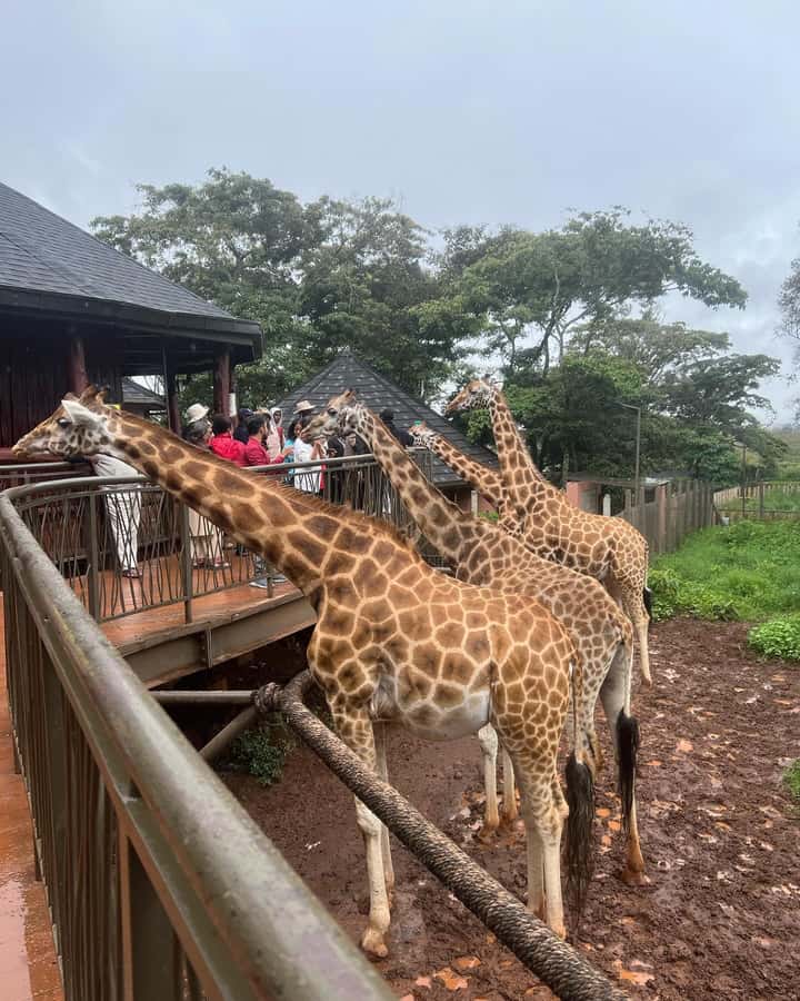 Nairobi: Giraffe Center, Elephant Orphanage, and Beads Tour - Who should book this experience?