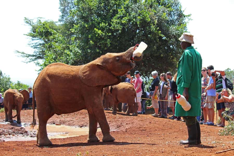 Nairobi: Giraffe Center, Elephant Orphanage and Bomas Tour - Young elephants at the David Sheldrick Wildlife Trust