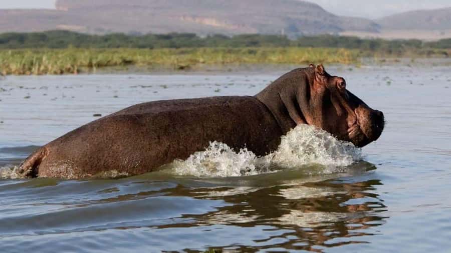 Nairobi:Group Hell's Gate National Park & Lake Naivasha Tour - Lunch is separate, so plan your budget