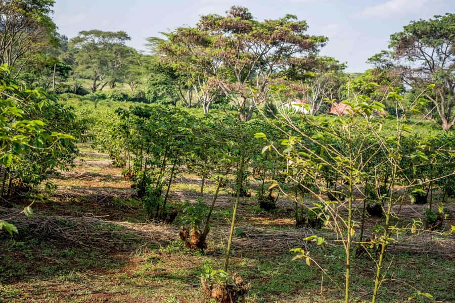 Nairobi: Guided Coffee Farm Tour with Tastings - Following Kenyan Coffee From Plant to Cup