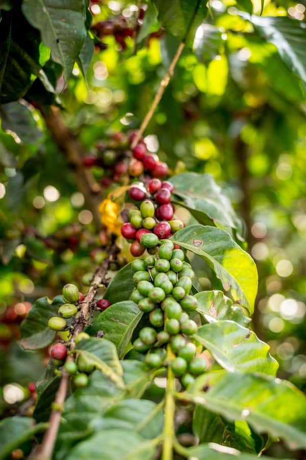 Nairobi: Guided Coffee Farm Tour with Tastings - Walking Among Coffee Varieties