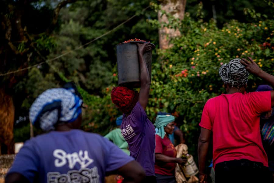 Nairobi: Guided Coffee Farm Tour with Tastings - The Smell the Coffee Tasting Games