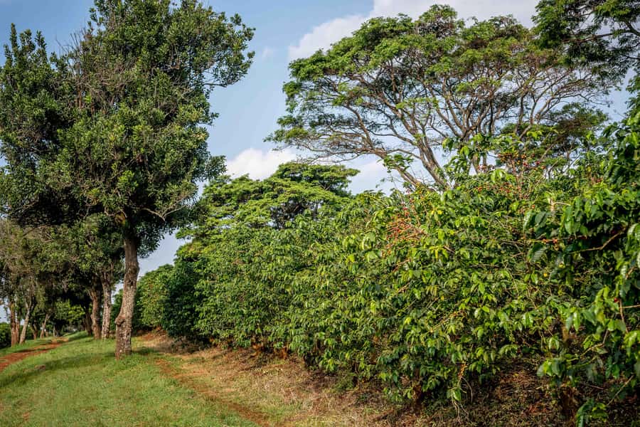 Nairobi: Guided Coffee Farm Tour with Tastings - Why the Nairobi Transfer Matters