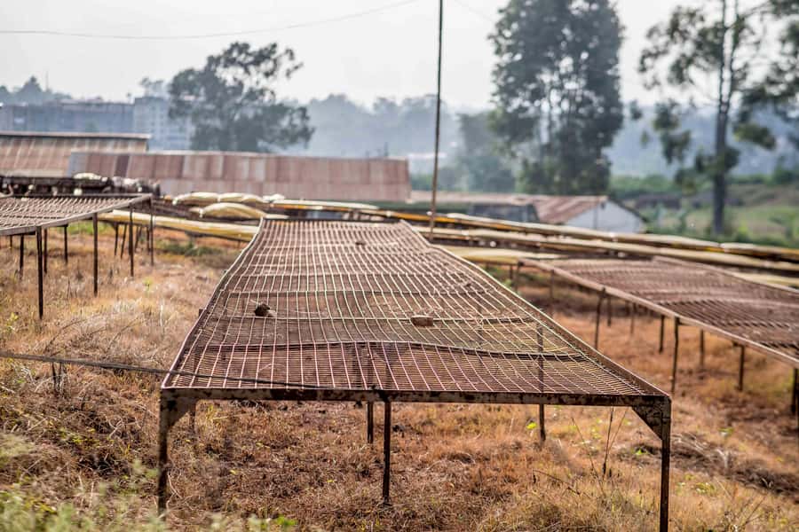 Nairobi: Guided Coffee Farm Tour with Tastings - Is $27 Good Value?