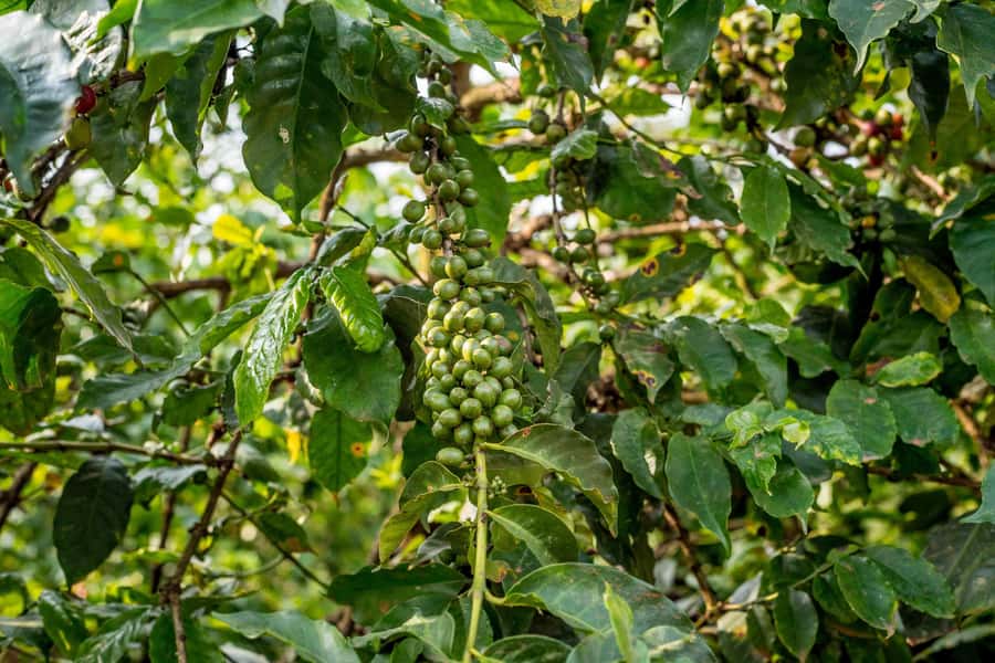 Nairobi: Guided Coffee Farm Tour with Tastings - Who Will Enjoy This Coffee Farm Visit?