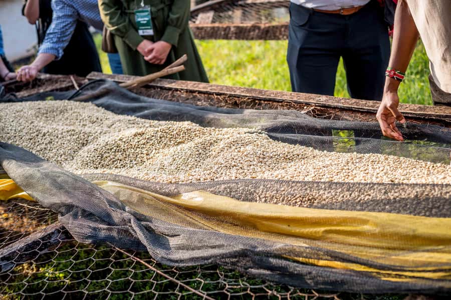 Nairobi: Guided Coffee Farm Tour with Tastings - Practical Details That Can Affect Your Day