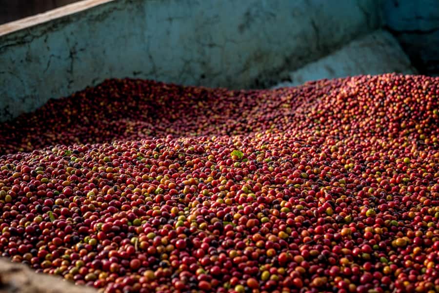 Nairobi: Guided Coffee Farm Tour with Tastings - Learning What Happens After Harvest