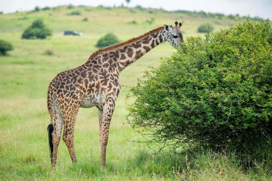 Nairobi: Half-Day Game Drive at Nairobi National Park - Key points to know before booking