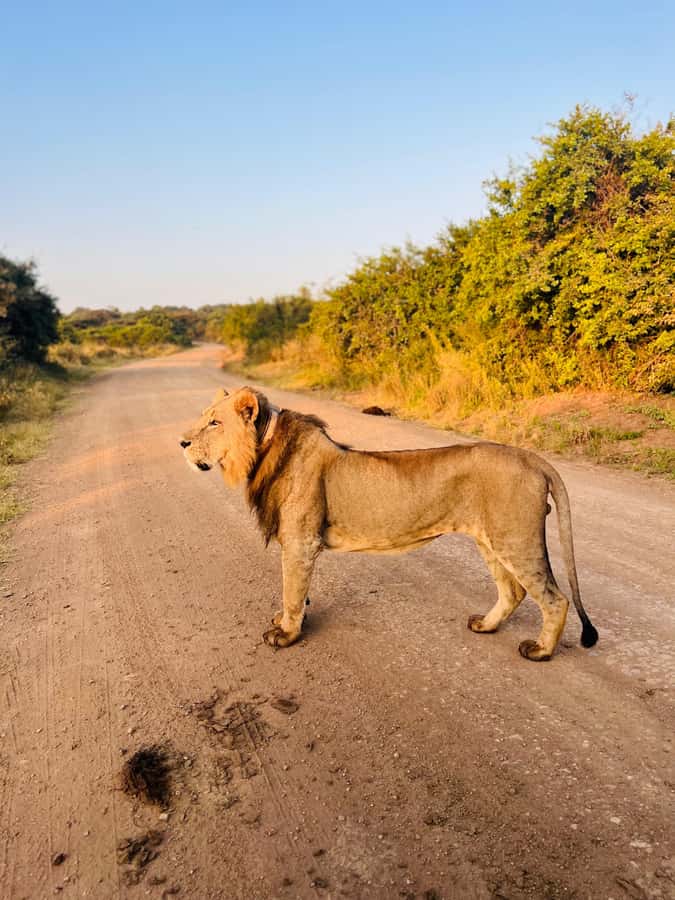 Nairobi: Half-Day Game Drive at Nairobi National Park - Why Nairobi National Park works for a short safari