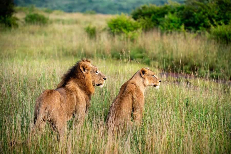 Nairobi: Half-Day Game Drive at Nairobi National Park - At the entrance, monkeys start the wildlife search