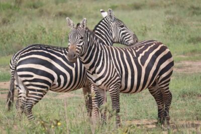 Half-Day Game Drive at Nairobi National Park