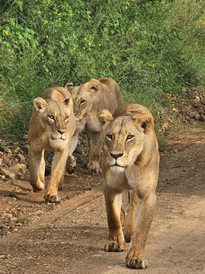 Nairobi: Half-Day Game Drive at Nairobi National Park - Four hours among rhinos, lions, and open grassland