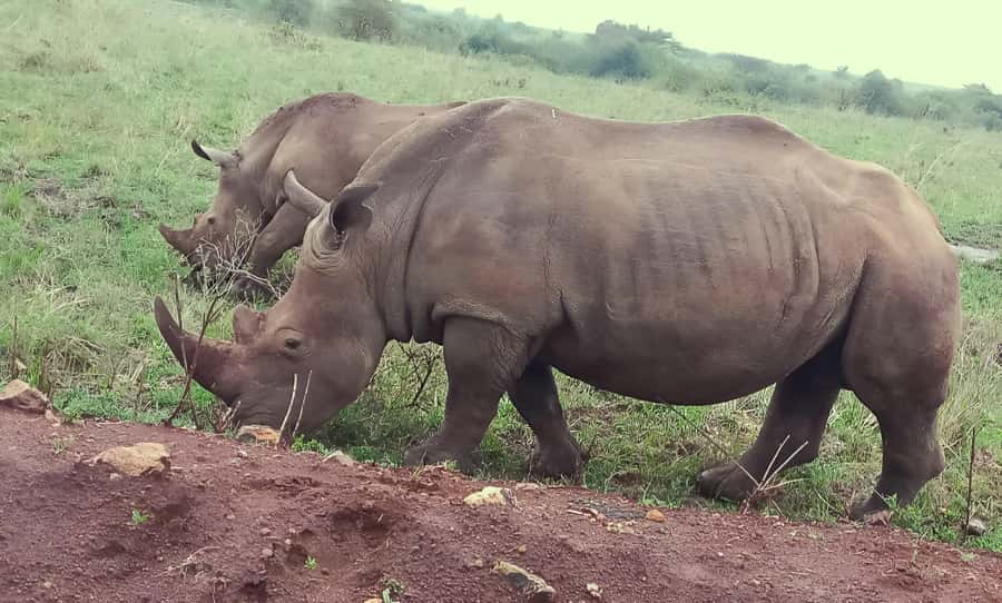 Nairobi: Half-Day Game Drive at Nairobi National Park - The guide can shape the whole morning